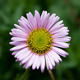 Erigeron rosa, ster de praia